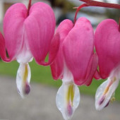 pic19_traenendes Herz.jpg