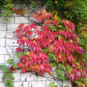 2011-10-21-16.53.33 (768x1024).jpg